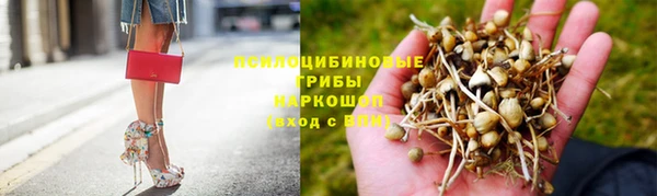 прущие грибы Приозерск